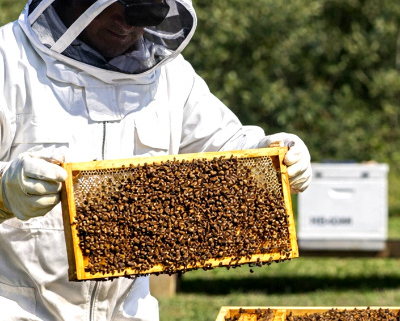 Man in a bee suit holding a hive