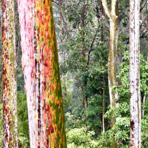 Painting of the beautiful patterns on tree trunks