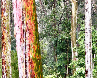 Painting of the beautiful patterns on tree trunks