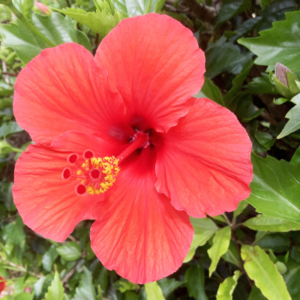 Close up of red flower