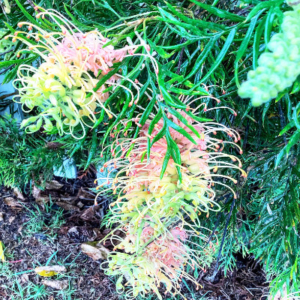 Close up of grevillea flowers that are pink at the base and yellow at the tips