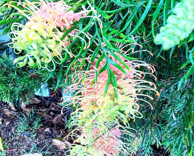 Close up of grevillea flowers that are pink at the base and yellow at the tips