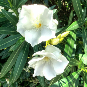 Close up of two white flowers