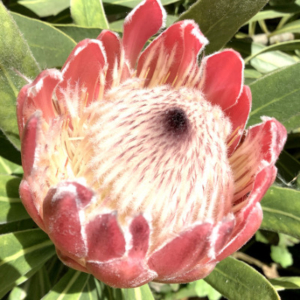 Close up of protea flower head
