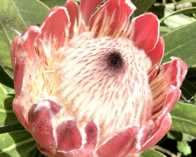 Close up of protea flower head