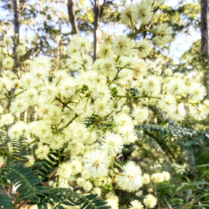 Light yellow flowers of the acacia