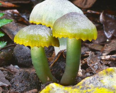 Close up of yellow and green fungi