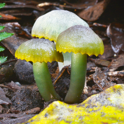 Fungi Feastival Close up of yellow and green fungi