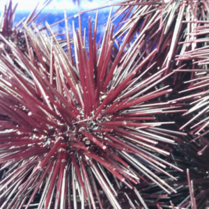 Close up of pink spines of a sea urchin