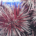 Close up of pink spines of a sea urchin