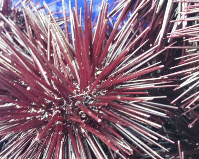Close up of pink spines of a sea urchin