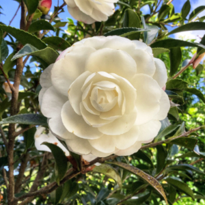 Close up of white camelia flower