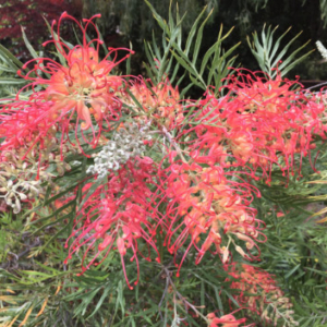 Close up of pink grevillea flowers.