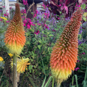 Close up of red hot poker flowers