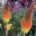 Close up of red hot poker flowers