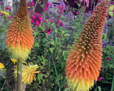 Close up of red hot poker flowers