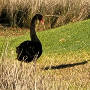 Bermagui wetlands Long necked black water bird