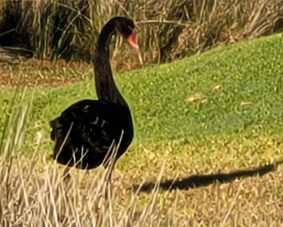Long necked black water bird