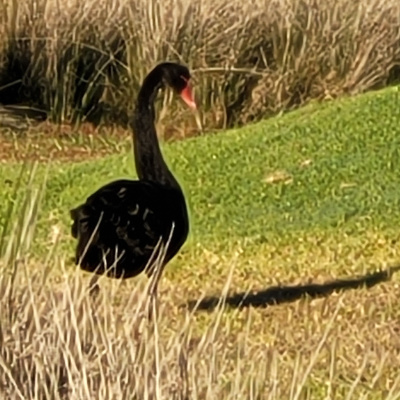 Bermagui wetlands Long necked black water bird