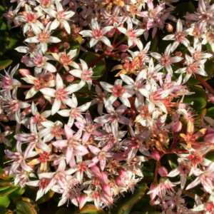 Close-up of pink jade flowers