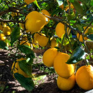 Close up of lemons on the tree