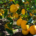 Close up of lemons on the tree