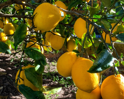 Close up of lemons on the tree