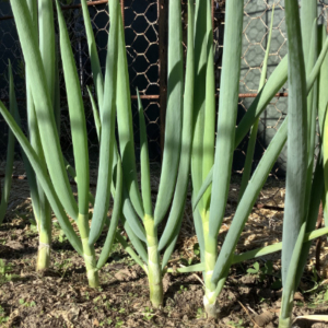 Shallots in a row
