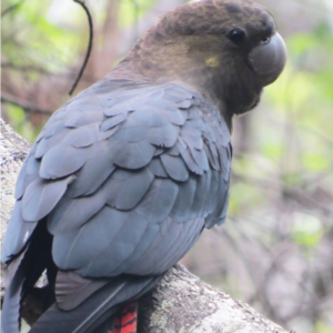 Close up of a glossy black cockatoo