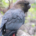 Close up of a glossy black cockatoo