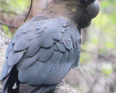Close up of a glossy black cockatoo