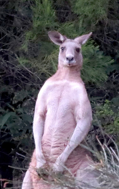 Kangaroo standing tall