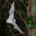 Flying Southern Myotis bat