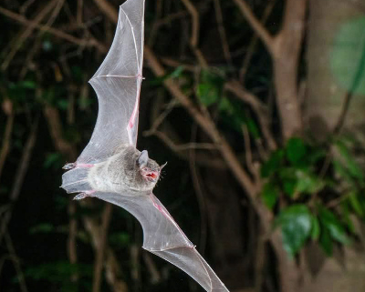 Flying Southern Myotis bat