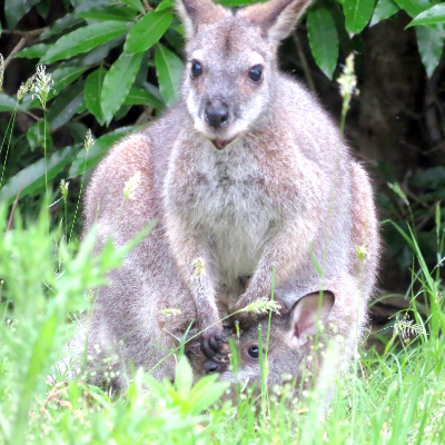 Wallaby and joey