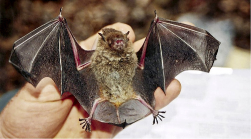 Close up of a fishing bat