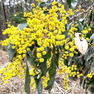 Bright yellow wattle blossoms