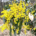 Bright yellow wattle blossoms