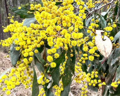 Bright yellow wattle blossoms
