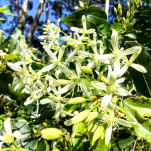 Pale yellow clematis blossoms.