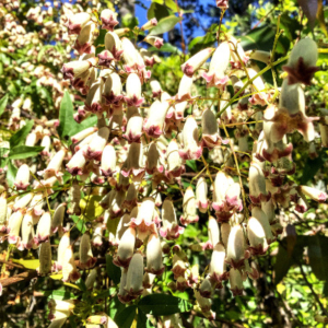 Long yellow flowers tipped in pink
