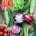 Assortment of vegetables ready for preparation