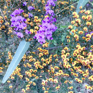 A flower bed featuring bright purple and yellow flowers