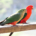 Two king parrots sitting on a wooden rail.