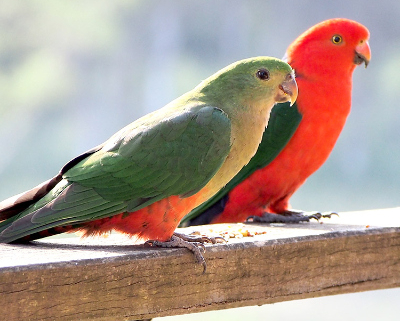 Two king parrots sitting on a wooden rail.