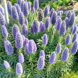 A mass of purple flowers
