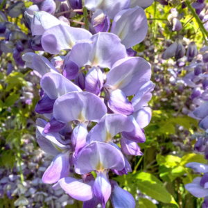 Close up of purple bloom.